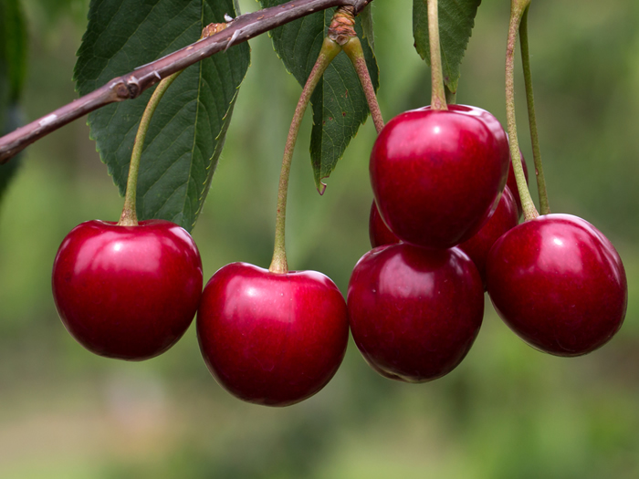 Cherries